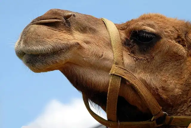 dromedary image