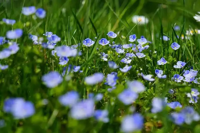 eyebright image