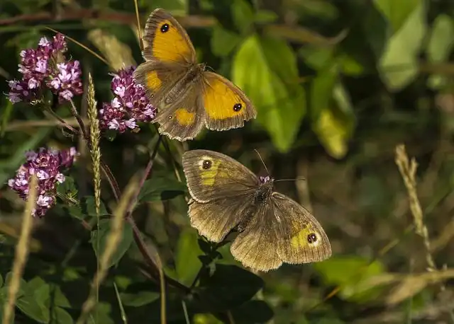 gatekeeper image