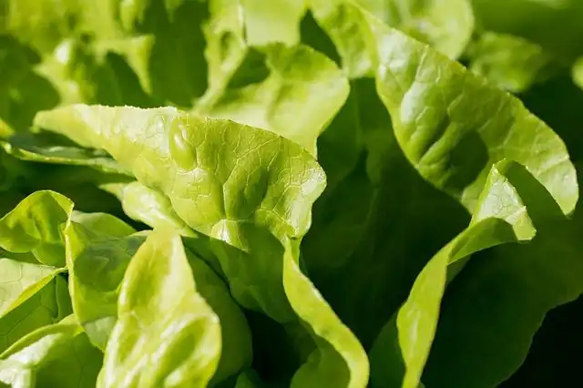 lettuce image